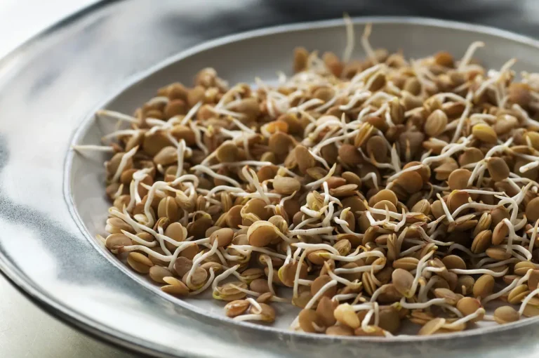 Steel Plate with Sprouted Lentils Recipe